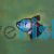 Black Widow Tetra