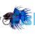 Blue Crowntail Male Fighter
