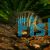 Cryptoheros spilurus 