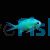 Chromis Blue-Green 