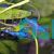Blue Glass Shrimp - Algae Eating 