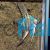 Blue Zebra Pinoy Angelfish 