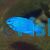 Female Blue Devil Damselfish