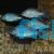 Blue Dolphin