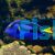 Blue Tang SMALL