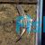Blue Zebra Angelfish 4.5cm