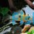 Bolivian Butterfly Cichlid