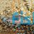 Bronze Corydoras 