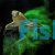 Butterfly Fish 4.5cm 