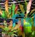 5 x Assorted Echinodorus Swords - Submerse