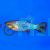 Calico Red Platy