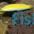 Canary Top Wrasse - Medium 