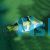 Black Saddled Puffer