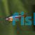 Cardinal Tetra