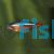 Cardinal Tetra
