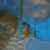 Tandanus Catfish 