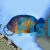 Angelfish Coral Beauty