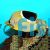 Butterflyfish - Saddled Med
