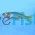 Chequered Rainbow - Melanotaenia splendida tatei