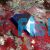 Chocolate Dip Chromis - Medium 