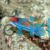 Multicolour Fairy Wrasse 