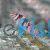 Hawkfish Falco