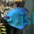Solid Blue Diamond Discus