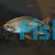 Male Congo Tetra