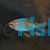 Congo Tetra