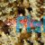 Coral Hawkfish 