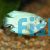 Male Coral Blue Dwarf Gourami 