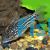 Napoensis Corydoras 3cm