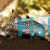 Corydoras Reticulatus 4cm