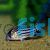 Corydoras Super Schwartzi Hifin