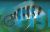 Frontosa 7Bar 10cm - Blue Form