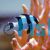 Blacktail Humbug Damselfish