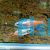 Diamond Neon Tetra 3cm