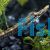 Freshwater Pipe Fish