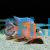 Dragon Blood Cichlid