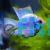 Balloon Electric Blue Ram 3.5cm