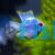 Balloon Electric Blue Ram 