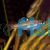Emerald Eye Rasbora