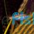 Emerald Eye Rasbora