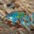 Exquisite Fairy Wrasse - Cirrhilabrus Exquistus