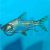 Flagtail Prochilodus Red Finned