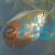 Male Flame Dwarf Gourami