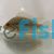 Flowerhorn Cichlid