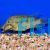 Geophagus Steindachneri Red Hump