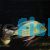 Geophagus Winemilleri 