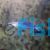 Pearl Dartfish Goby - Medium
